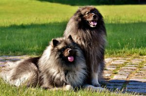 Keeshond szpic wilczy