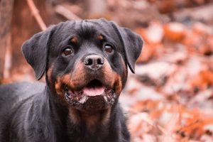 Pies rottweiler